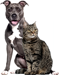 Dog and Cat