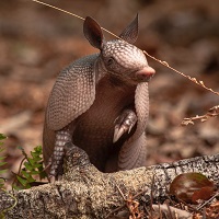 Armadillo