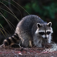 Raccoon on the ground