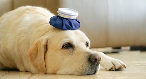 A sick dog with an ice pack on it's head.