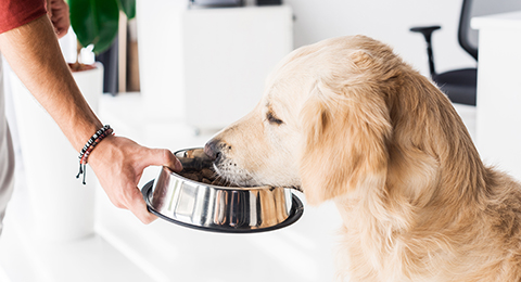 A hand offering food to a dog.