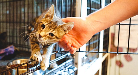 A shelter cat leaning into a hand scratching it's ear.