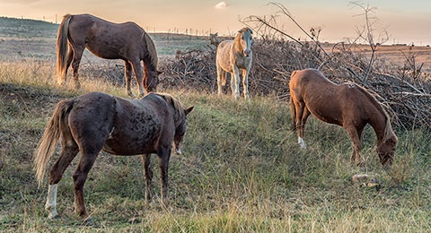 Horses grazing in a pasture.