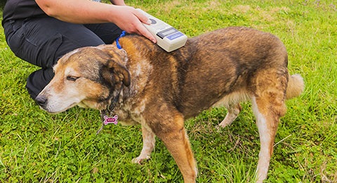 A dog getting scanned for a microchip.