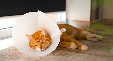 A cat recovering with a protective collar on.