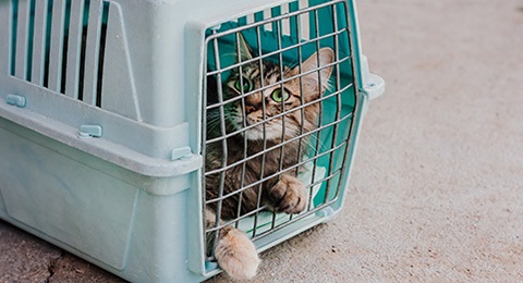 Cat looking sad from a pet carrier.