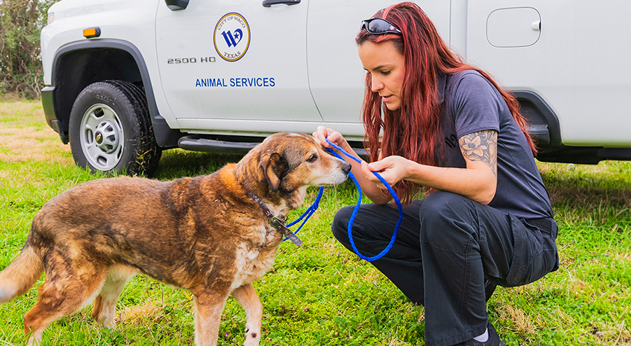 A control officer showing care to a dog