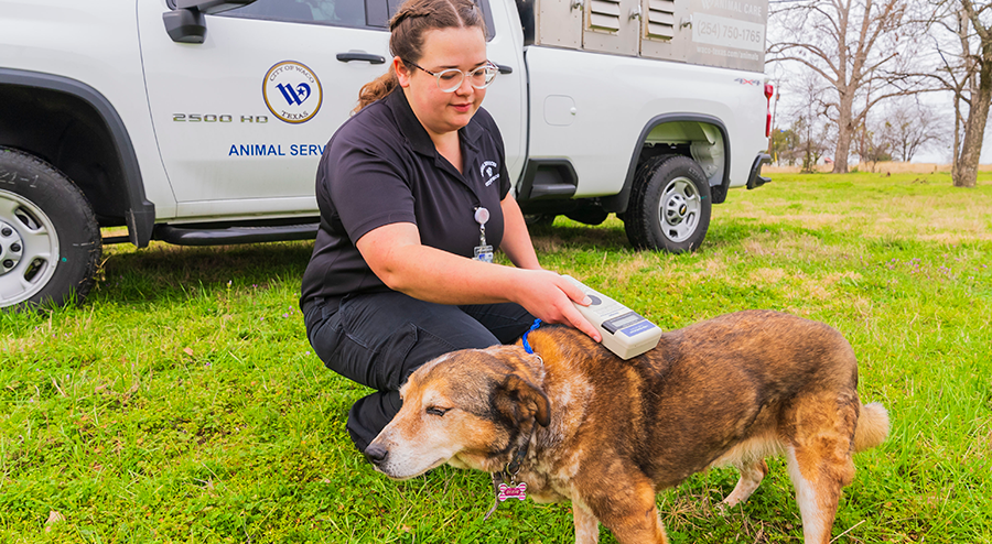 A control officer scanning a dog for a microchip