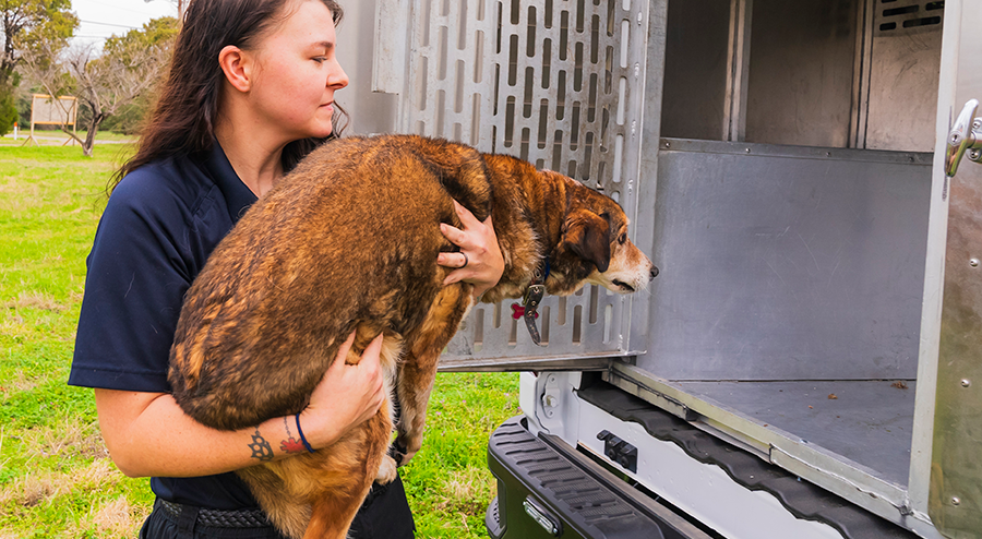 A control officer putting a dog into the truck